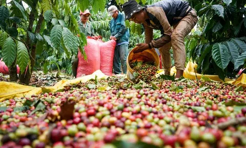 Cà phê Việt Nam khẳng định thương hiệu tại 10Lc88 Giải Trí Thể Thao Anh
