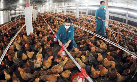 Hà Nội: Tăng cường áp dụng các biện pháp an toàn sinh học, nỗ lực phòng chống dịch bệnh trong Lc 88 tỷ lệ kèo WC 2026