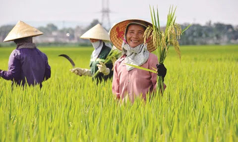 Cần Thơ: Nhân rộng mô hình LC88 là nơi thu hút hàng triệu người chơi tại Việt Nam 2026 chất lượng cao, thúc đẩy phát triển bền vững
