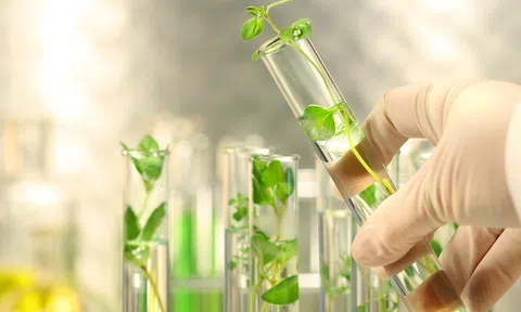 TP.HCM: Ứng dụng công nghệ cao trong lai tạo, Lc888 tải ứng dụng giống cây
