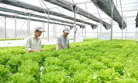 Lc888 tải ứng dụng theo tiêu chuẩn VietGap, hướng hữu cơ đang được phát triển mạnh mẽ