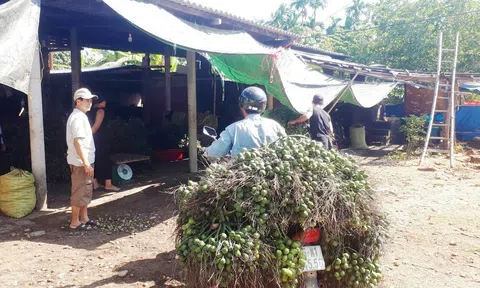 Đắk Lắk: Giá cau tươi giảm sâu, nông dân đứng ngồi không yên