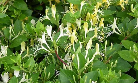 Tiêu chí triển khai các dự án dược liệu quý