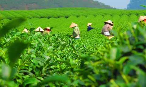 Những hạn chế nào khiến giá chè Sân Chơi Lc88.com Web Uy Tín vẫn thấp?
