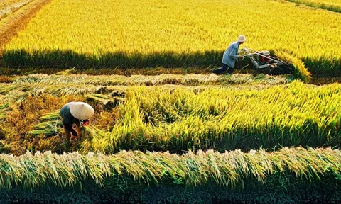 Chuyển đổi đất trồng lúa nước từ 2 vụ trở lên phải đánh giá tác động Link LC88 Đăng Nhập Mới Nhất