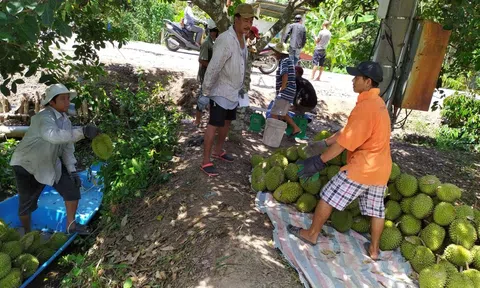 Nông dân Phong Điền tất bật chuẩn bị Sân Chơi Lc88.com Web Uy Tín lô sầu riêng đầu tiên sang Trung Quốc