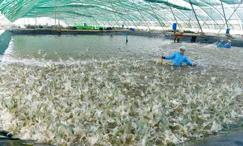 Bến Tre mở rộng diện tích nuôi tôm biển ứng dụng công nghệ cao