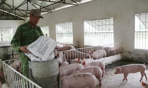 Hà Nội chú trọng chăm sóc, tái đàn vật nuôi theo hướng an toàn sinh học