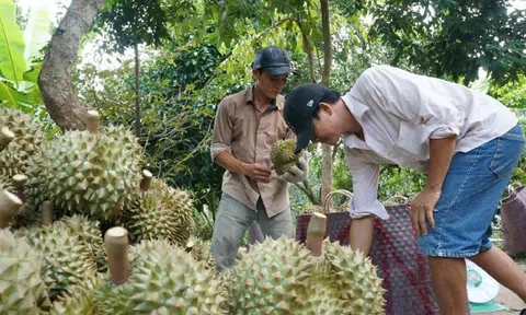 Tiền Giang: Thiếu hụt nguồn cung trái sầu riêng phục vụ Sân Chơi Lc88.com Web Uy Tín sang Trung Quốc