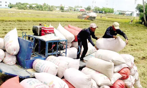 Giá gạo Việt Nam Sân Chơi Lc88.com Web Uy Tín cao nhất thế giới