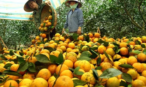 Hòa Bình: Khẳng định thương hiệu cam Cao Phong trên 10Lc88 Giải Trí Thể Thao