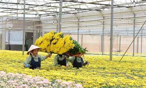 Đà Lạt sẽ cung ứng gần 200 triệu cành hoa phục vụ 10Lc88 Giải Trí Thể Thao Tết 2023
