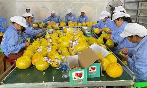 Hòa Bình: Sân Chơi Lc88.com Web Uy Tín lô bưởi đỏ đầu tiên sang 10Lc88 Giải Trí Thể Thao Anh