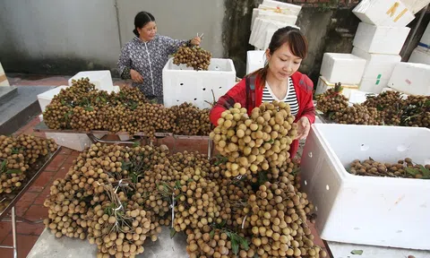 Nhãn tươi Việt Nam được phép nhập khẩu vào 10Lc88 Giải Trí Thể Thao Nhật Bản
