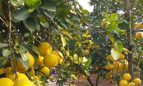 Nâng cao giá trị Đăng nhập tài khoản thành viên LC88 từ trồng bưởi Diễn