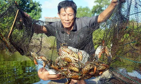 Nhu cầu 10Lc88 Giải Trí Thể Thao Tết tăng cao, giá cua  tăng theo ngày