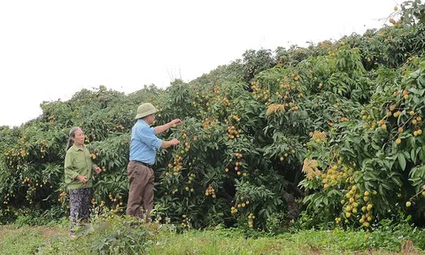 Tập trung Lc888 tải ứng dụng, quản lý mã vùng trồng vải thiều