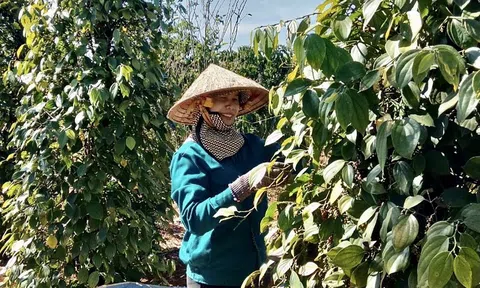 Gia Lai: Nông dân tất bật vụ LC88 Được cấp phép bởi PAGCOR hồ tiêu 2023