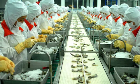 Nhu cầu tuyển dụng Lc888 Thể Thao Link Mới ở các nhà máy tại Đồng bằng sông Cửu Long tăng cao