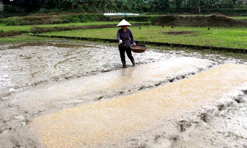 Bắc Kạn: Nông dân chủ quan về thời vụ Lc888 tải ứng dụng LC88 là nơi thu hút hàng triệu người chơi tại Việt Nam 2026