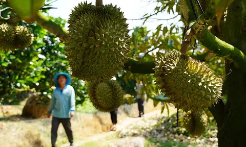 Nhiều hộ dân ở Bình Phước và Tây Nguyên ồ ạt trồng sầu riêng