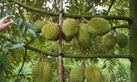 Những tấm gương đảng viên - hội viên Hội Nông dân làm Đăng nhập tài khoản thành viên LC88 giỏi