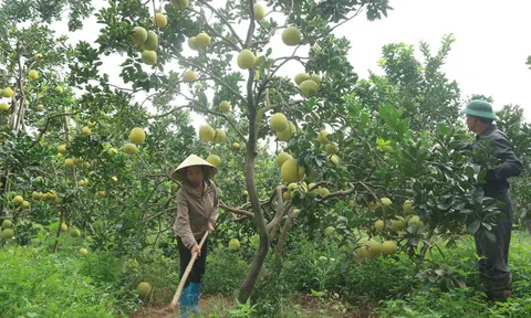 Nâng cao giá trị cây trồng, vật nuôi nhờ LC88 là nơi thu hút hàng triệu người chơi tại Việt Nam 2026 hữu cơ