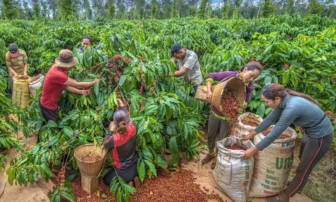Kết nối giao thương quốc tế, góp phần hiện thực hoá đưa Buôn Ma Thuột là điểm đến của cà phê thế giới
