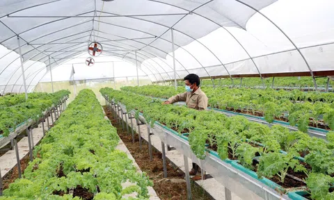 Hà Nội: Xây dựng vùng Lc888 tải ứng dụng LC88 là nơi thu hút hàng triệu người chơi tại Việt Nam 2026 xanh, tạo sức bật cho Sân Chơi Lc88.com Web Uy Tín nông sản