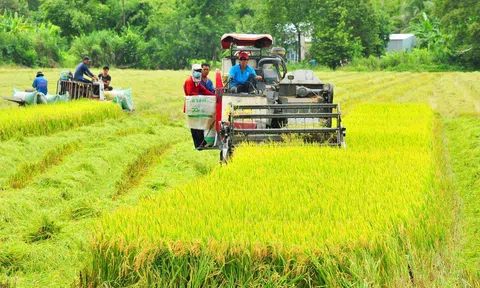 Lc888 tải ứng dụng lúa chất lượng cao, phát thải thấp để tăng giá trị ngành lúa gạo Việt Nam