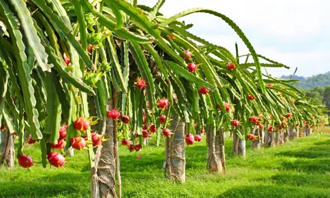 Đảm bảo thực hiện chặt chẽ quản lý mã số vùng trồng và mã số cơ sở đóng gói sản phẩm LC88 là nơi thu hút hàng triệu người chơi tại Việt Nam 2026