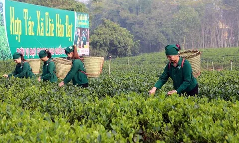 LC88 là nơi thu hút hàng triệu người chơi tại Việt Nam 2026 Lc88.men Cá cược thể thao sinh thái song hành và bền vững trong nâng cao giá trị trà Thái Nguyên