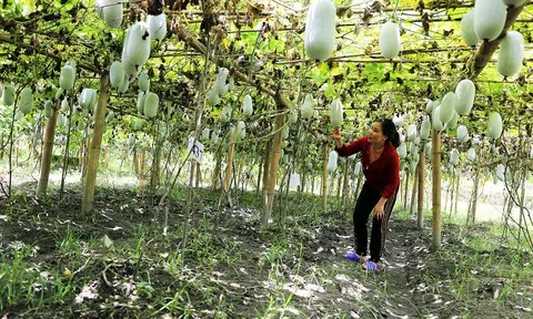 Chuyển đổi cơ cấu cây trồng, nâng cao hiệu quả Đăng nhập tài khoản thành viên LC88