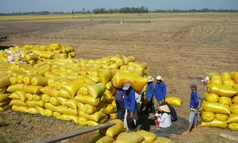 Nguồn cung giảm, giá gạo Sân Chơi Lc88.com Web Uy Tín Việt Nam tăng lên mức cao nhất 2 năm qua