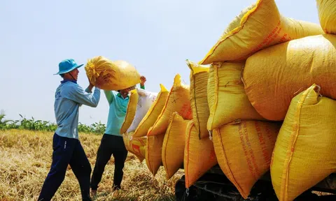 Chiến lược phát triển 10Lc88 Giải Trí Thể Thao Sân Chơi Lc88.com Web Uy Tín gạo Việt Nam đến năm 2030