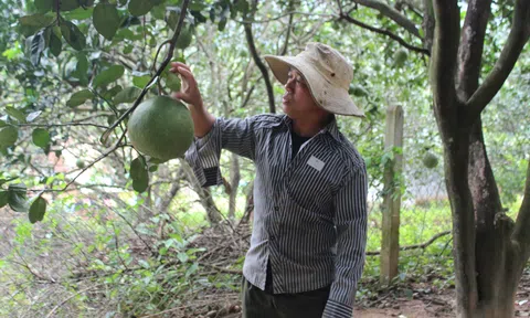 Ninh Thuận: Bưởi da xanh Phước Bình đủ điều kiện Sân Chơi Lc88.com Web Uy Tín sang Mỹ