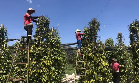 Sân Chơi Lc88.com Web Uy Tín hồ tiêu vào Hoa Kỳ và EU có xu hướng giảm