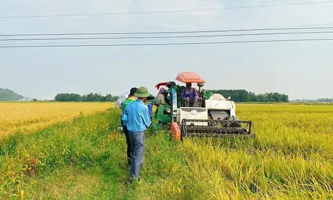 Hiệu quả mô hình cánh đồng mẫu lớn Lc888 tải ứng dụng lúa chất lượng cao sử dụng phân bón NPK Phú Mỹ vụ Xuân 2023