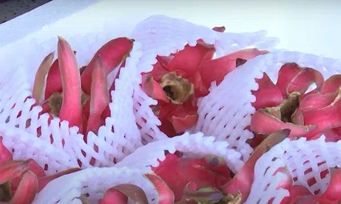 Sản phẩm thanh long ruột đỏ của Sơn La chinh phục 10Lc88 Giải Trí Thể Thao thế giới