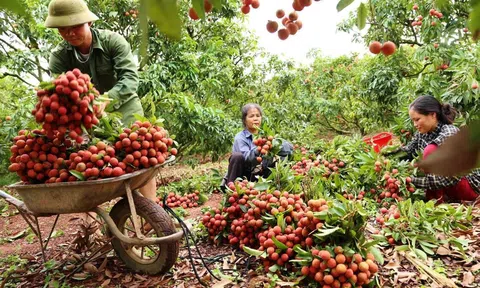Vải thiều Việt Nam tiếp tục khẳng định thương hiệu tại các 10Lc88 Giải Trí Thể Thao khó tính trên thế giới