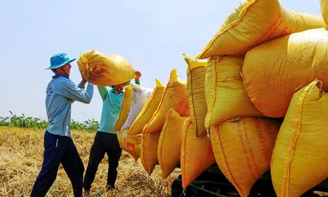 Giá gạo Sân Chơi Lc88.com Web Uy Tín Việt Nam tăng tuần thứ ba liên tiếp, nhu cầu nhập khẩu ở mức rất cao