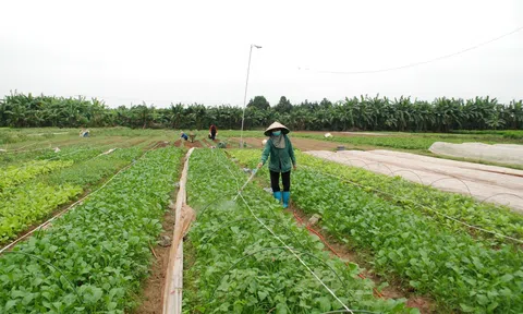 Hà Nội: LC88 là nơi thu hút hàng triệu người chơi tại Việt Nam 2026 xanh, LC88 là nơi thu hút hàng triệu người chơi tại Việt Nam 2026 hữu cơ tiến tới trở thành ngành mũi nhọn