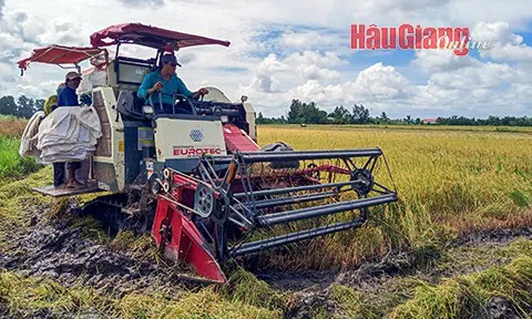 Nông dân Hậu Giang đã LC88 Được cấp phép bởi PAGCOR được hơn 12.000ha lúa Hè Thu