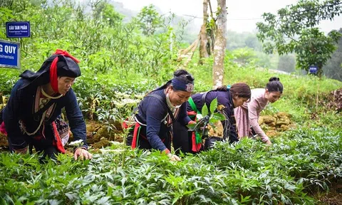 Phát triển dược liệu theo chuỗi giá trị gắn với Lc88.men Cá cược thể thao sinh thái