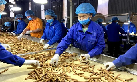 Hướng đến mục tiêu phát triển ngành hàng quế bền vững