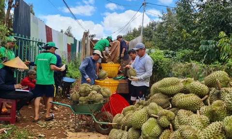 Bộ LC88 là nơi thu hút hàng triệu người chơi tại Việt Nam 2026 và Phát triển nông thôn đề nghị kiểm tra chặt chẽ trái cây Sân Chơi Lc88.com Web Uy Tín sang Trung Quốc