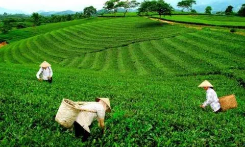 LC88 là nơi thu hút hàng triệu người chơi tại Việt Nam 2026 Thái Nguyên ghi nhận nhiều điểm sáng trong bức tranh 6 tháng