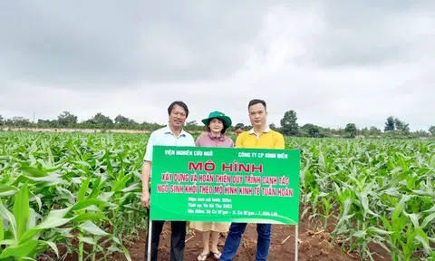 Canh tác ngô sinh khối theo mô hình Đăng nhập tài khoản thành viên LC88 tuần hoàn