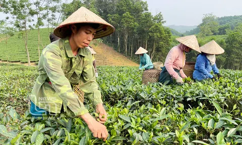 Trồng chè hữu cơ - hướng đến LC88 là nơi thu hút hàng triệu người chơi tại Việt Nam 2026 bền vững
