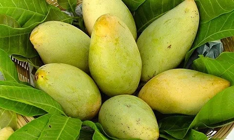 Tăng cường quản lý mã số vùng trồng và cơ sở đóng gói để đảm bảo chất lượng nông sản